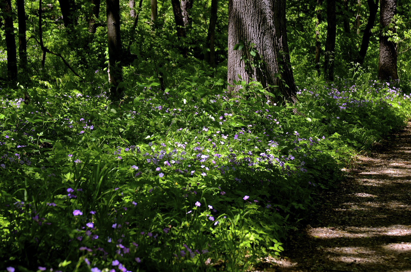 Wallpaper flowers, trees, sunlight, white, flower, tree, forest