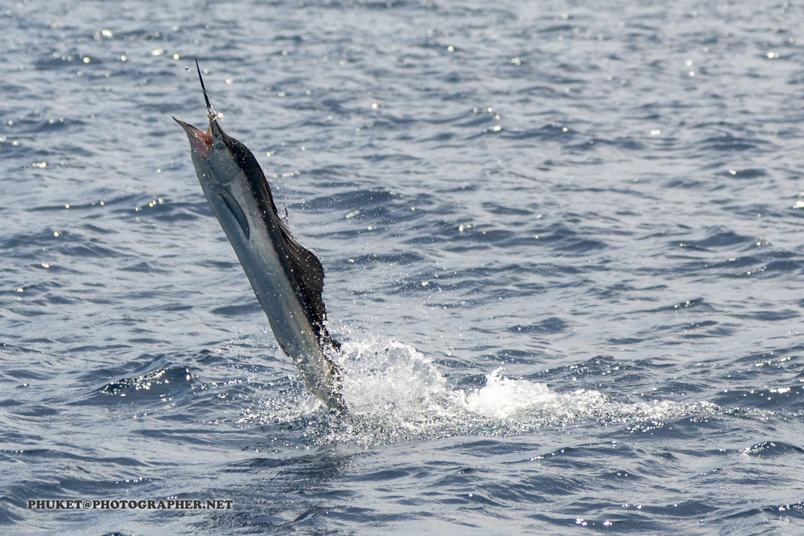 Ryba, rybolov, moře, oceán, jachta, venkovní, vozidlo, loď, západ slunce, slunce, Příroda, tuňák, andaman, indický, phuket, Thajsko, koh, Racha, yai, noi, katamarán, lidé, plachetník, marlin, obrovský, šťastný, dívka, dosti, sexy, mladý, usměj se
