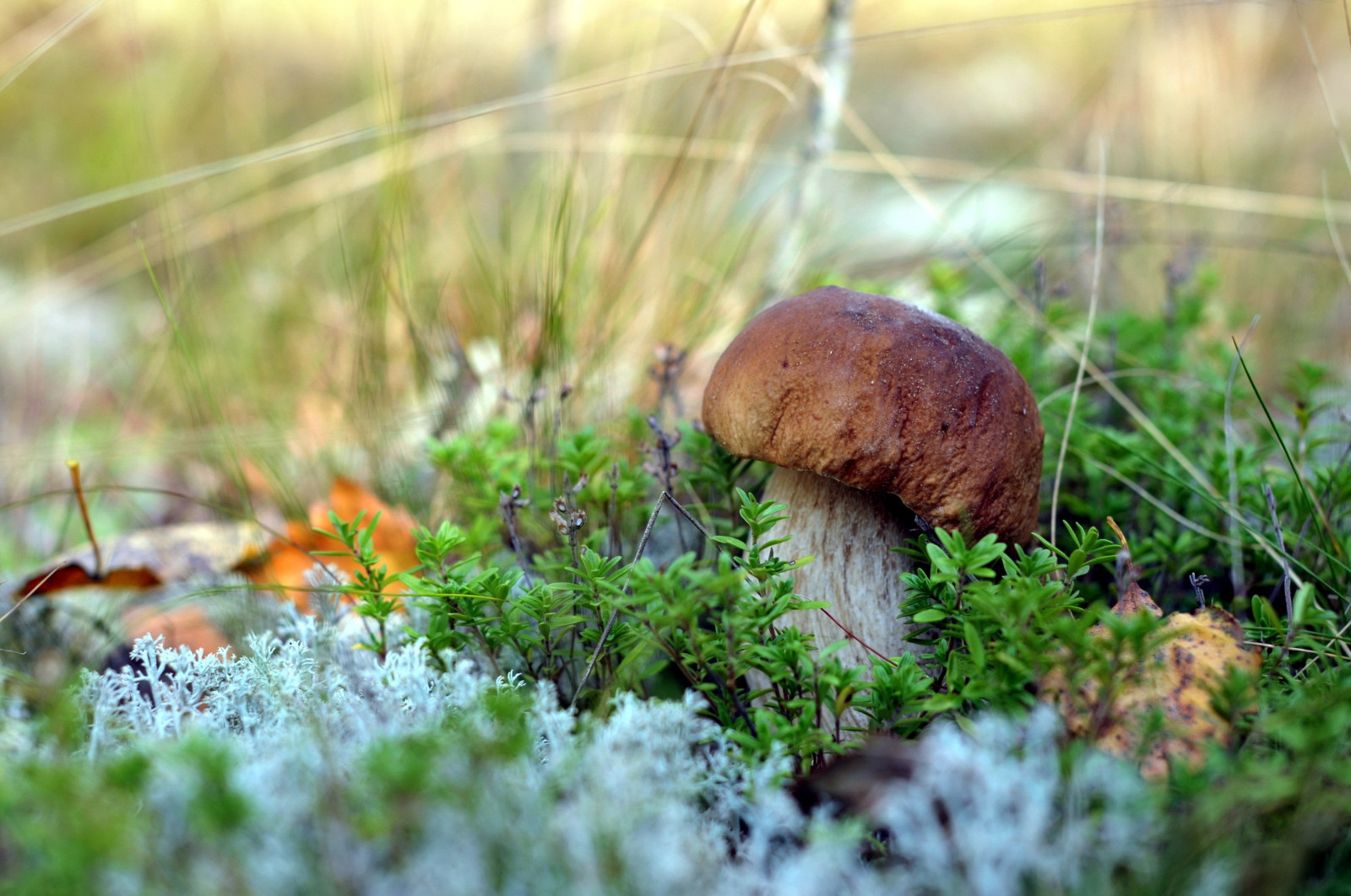 foresta, natura, erba, macro, fungo, natura, fungo, autunno, flora, fauna, bosco, suolo, habitat, botanica, fotografia macro, famiglia di erba, fungo medicinale, porcini, bolete, fungo commestibile, Agaricaceae