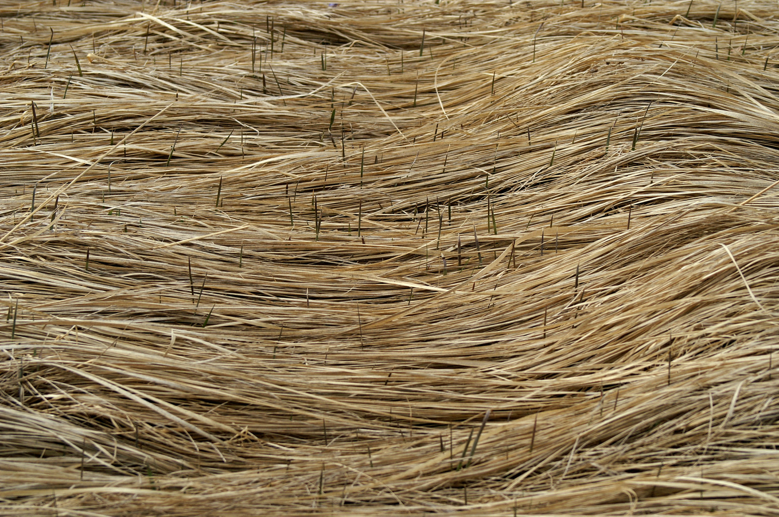 tráva, čáry, žlutý, vlny, dof, vzory, křivky, textury, dSLR, 75300