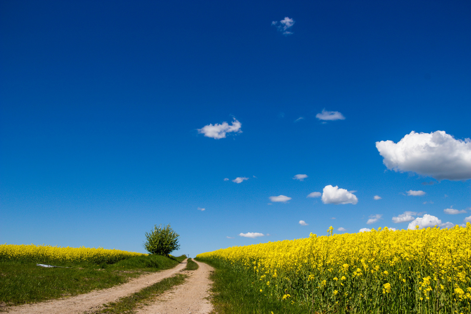slunečnímu záření, krajina, jídlo, tráva, nebe, pole, silnice, horizont, step, řepkového, mrak, květ, lučina, rostlina, nebe, sk ne, venkov, moln, nárazy, f lt, landskap, řepka, rapefield, VAG, zemědělství, louka, prostý, prérie, venkov, přírodní prostředí, počítač tapeta, vyrobit, suchozemská rostlina, kvetoucí rostlina, ekosystém, tráva rodina, brassica, hořčice závod