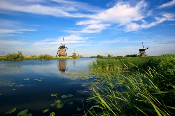 holland,mills,river,vegetation,canes
