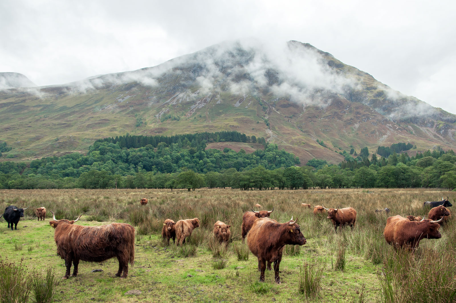 krajina, Photoshop, kopec, tráva, nebe, pole, mraky, Skotsko, růžky, Volně žijících živočichů, hospodařit, vlasy, národní park, Nikon, Spojené království, ovce, Lightroom, mrak, strom, NIKKOR, hora, lučina, deštivý, hospodářská zvířata, krávy, pastvina, dobytek, stádo, louka, vrchovina, D5000, vysočina, sopečný, ranč, 1685mm, venkov, horských reliéf, rokle, stanice hill, Glencoe, dobytek, jako je savec, pastvisko, ponurý, Coe, Lochaber, A82, Glenofweeping, Gleanncomhan