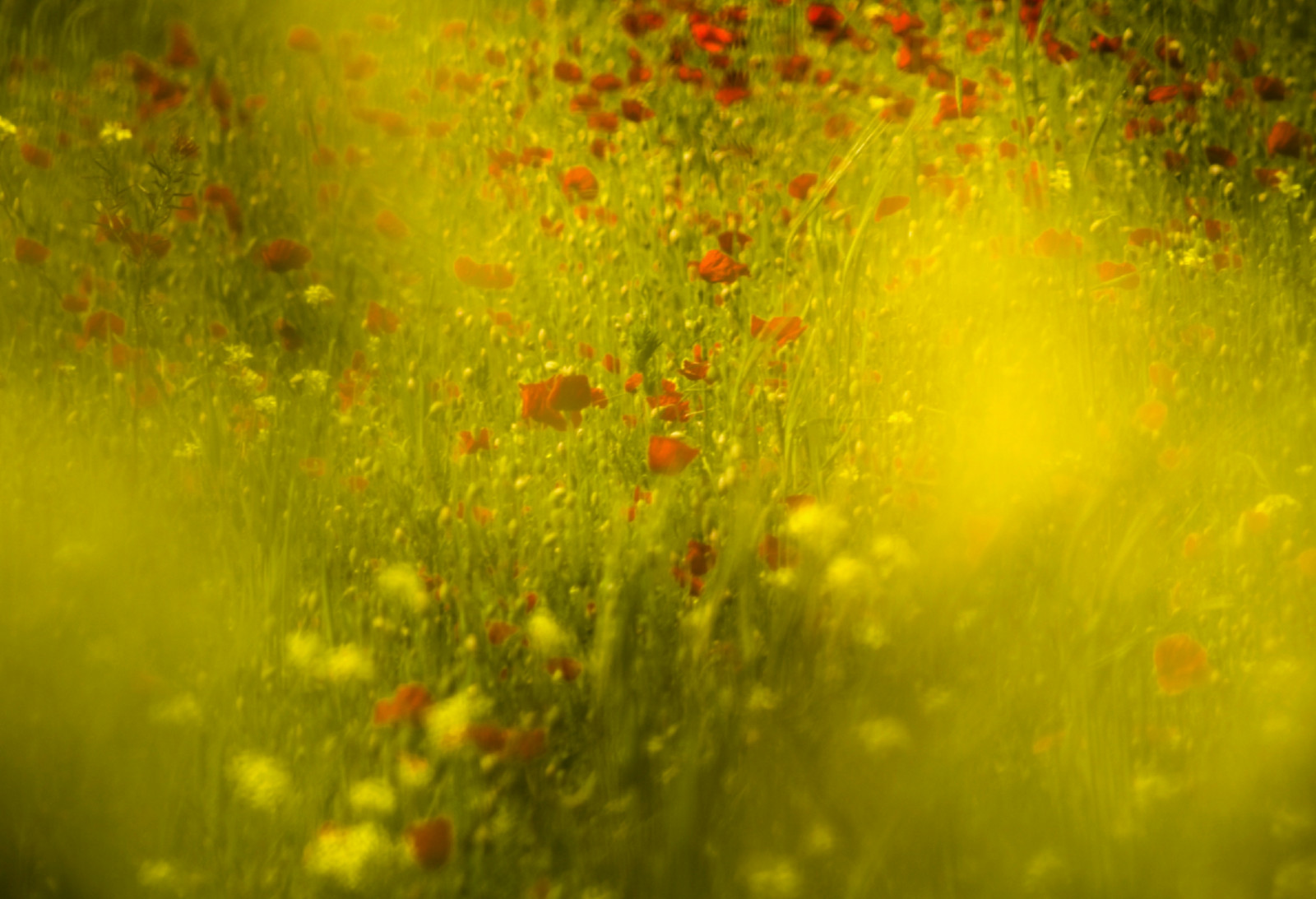 slunečnímu záření, květiny, Příroda, Červené, odraz, tráva, rostliny, pole, zelená, žlutý, slunce, textura, letní, Nikon, pyl, vlčí mák, Drsný, rosa, zasněný, řepkového, světlo, podzim, list, květ, rostlina, mygearandme, flóra, barvy, louka, sigma, mygearandmepremium, mygearandmebronze, mygearandmesilver, D5100, divoká rostlina, oříznutí, počítač tapeta, zblízka, makro fotografie, závod stonek, snový, eastyorkshire, flamboroughhead