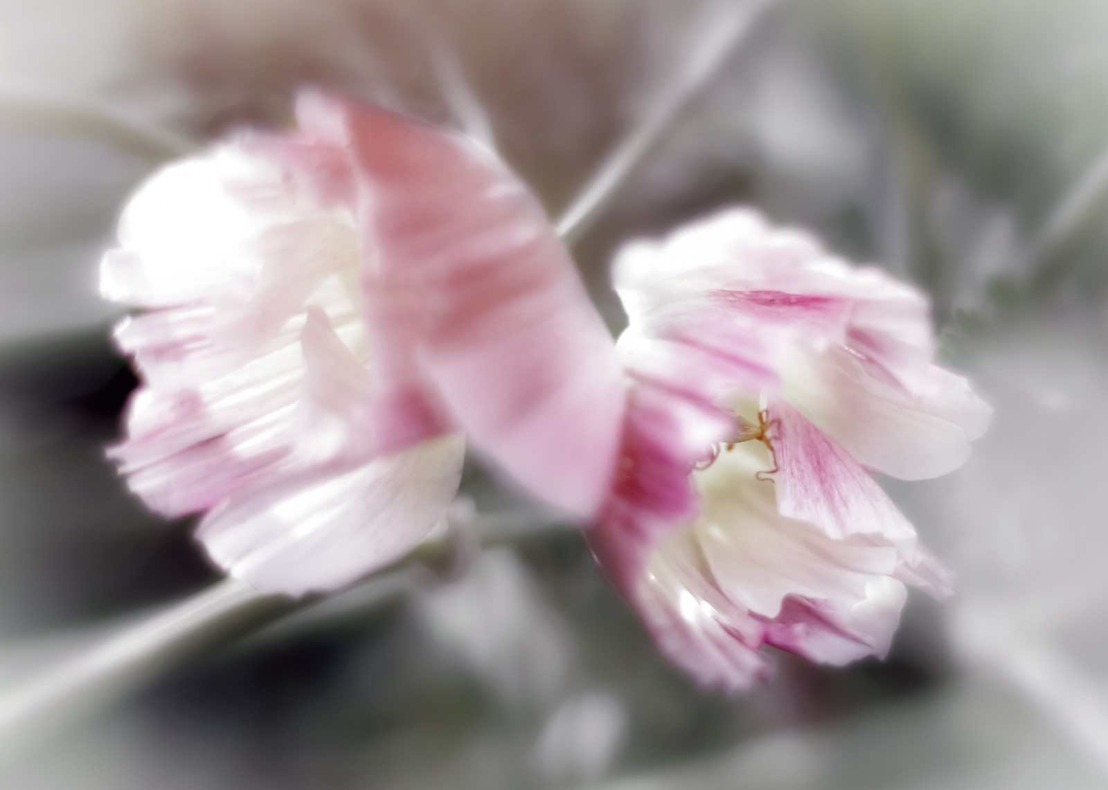 hvid, blomster, natur, fotografering, morgen, Sol, vind, sommer, blomst, lyserød, forår, lys, farve, blomst, plante, flor, valmue, flora, sløring, kronblad, jord plante, blomstrende plante, tæt på, makrofotografering, stængelplante, blomsterbuket, Dianthus