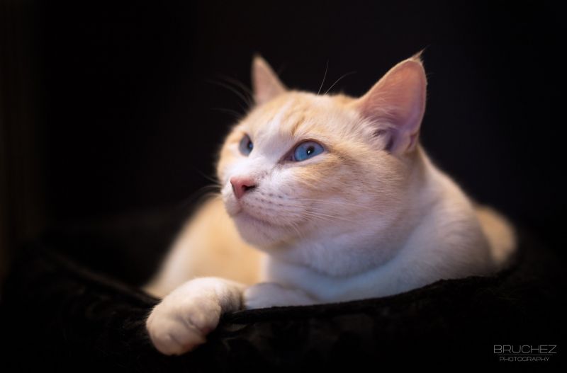 1920x1266 px,sfondo,nero,gatto,museruola,vacanza