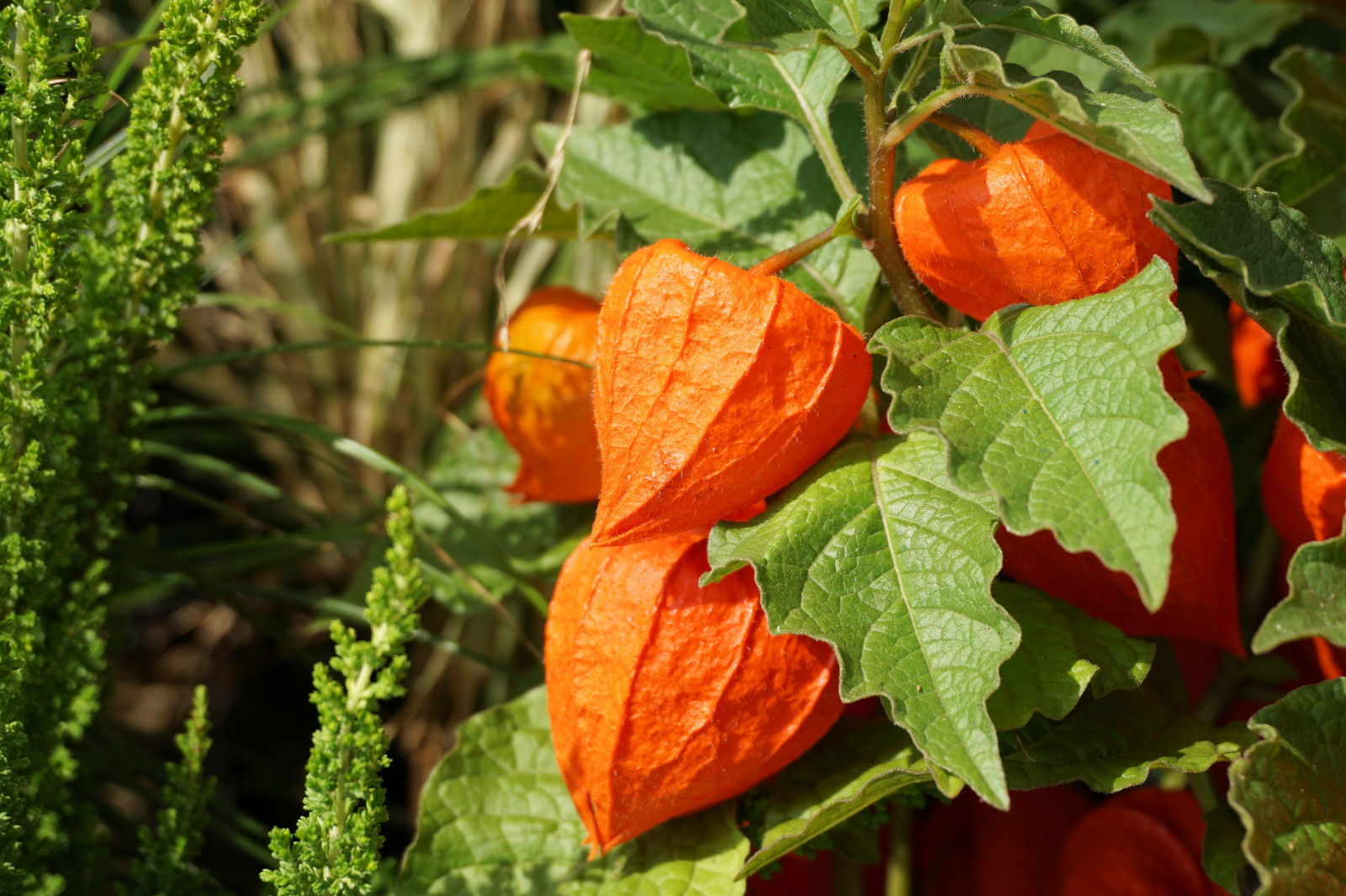 Wallpaper food, garden, fruit, berries, Physalis, autumn, leaf