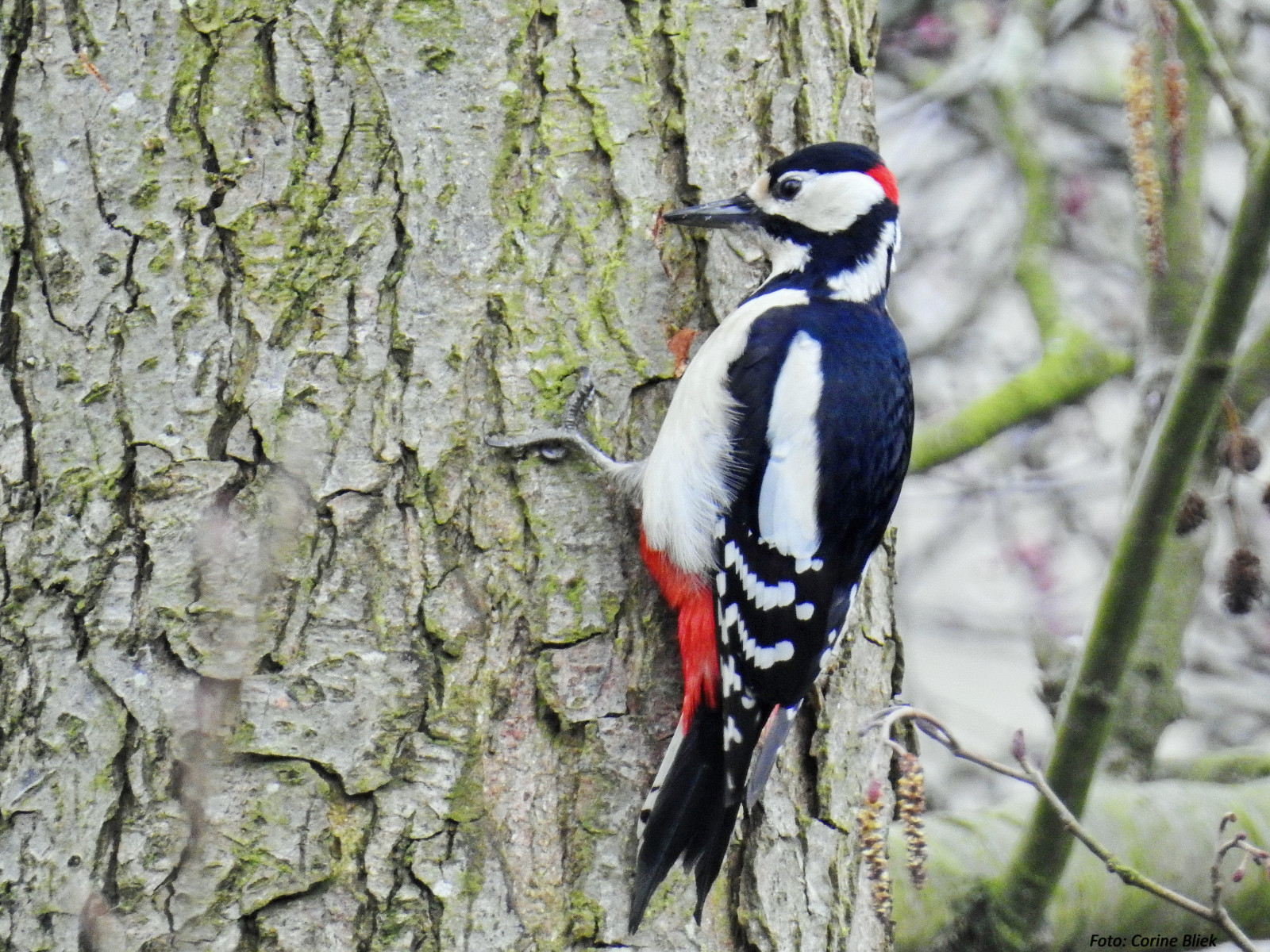 uccello, birdwatching, Vogel, birdwatching, natura, natuur, natura, Zangvogels, passeriformi, Passerina, uccelli canori, oiseaux