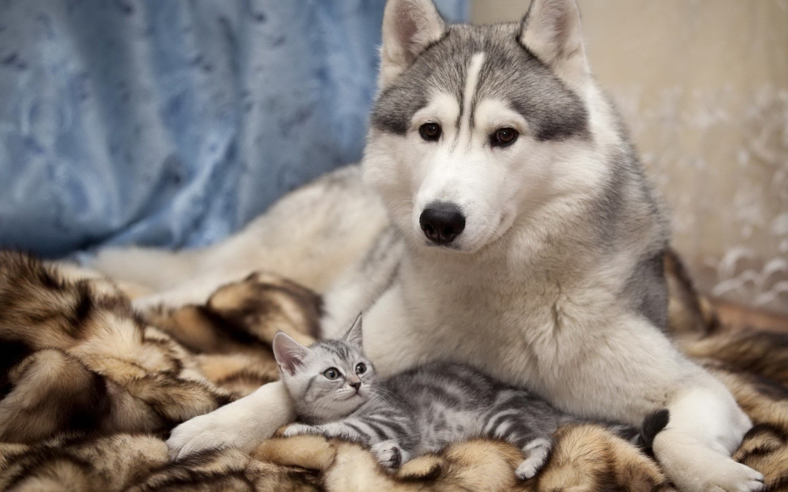 тапети : котка, животни, вълк, Сибирско хъски, домашен любимец, аляски ...