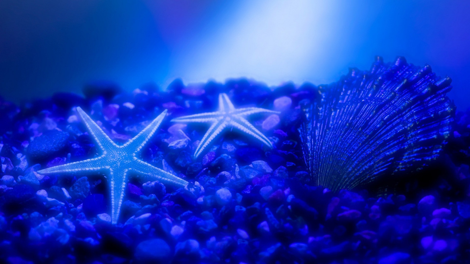 modrý, Pod vodou, korál, korálový útes, mušle, biologie, mořská hvězda, útes, makro fotografie, bezobratlý, mořská biologie, cnidaria, mořští bezobratlí, organismus, mořská sasanka, akvarijní osvětlení