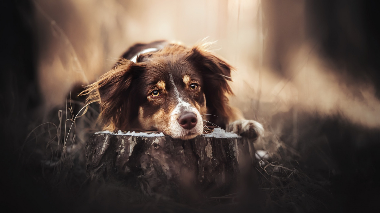 Wallpaper flash photography, carnivore, dog breed, whiskers