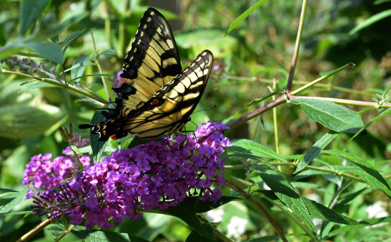květiny, květ, Příroda, motýl, Středozápad, Missouri, Ozarks, purpleflower, vlaštovčí ocas, Easterntigerswallowtail, purpleflowers, Tigerswallowtail, Billrostonnativebutterflyhouse, Billrostonbutterflyhouse