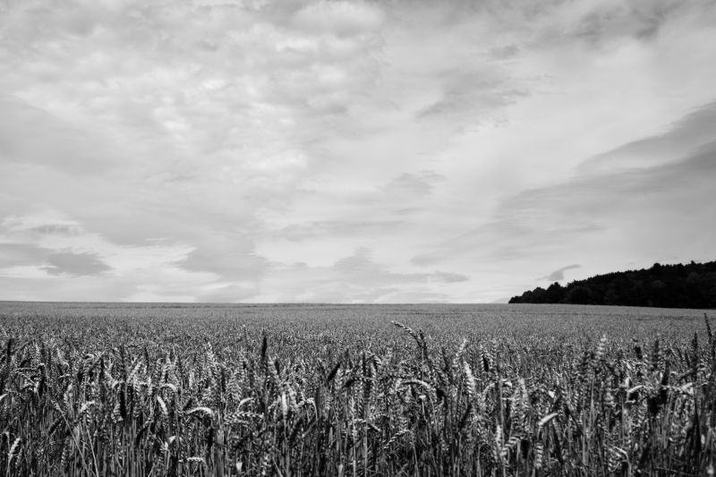Monochrome, la nature, herbe, ciel, la photographie, champ Monochrome, la nature, herbe, ciel, la photographie, champ