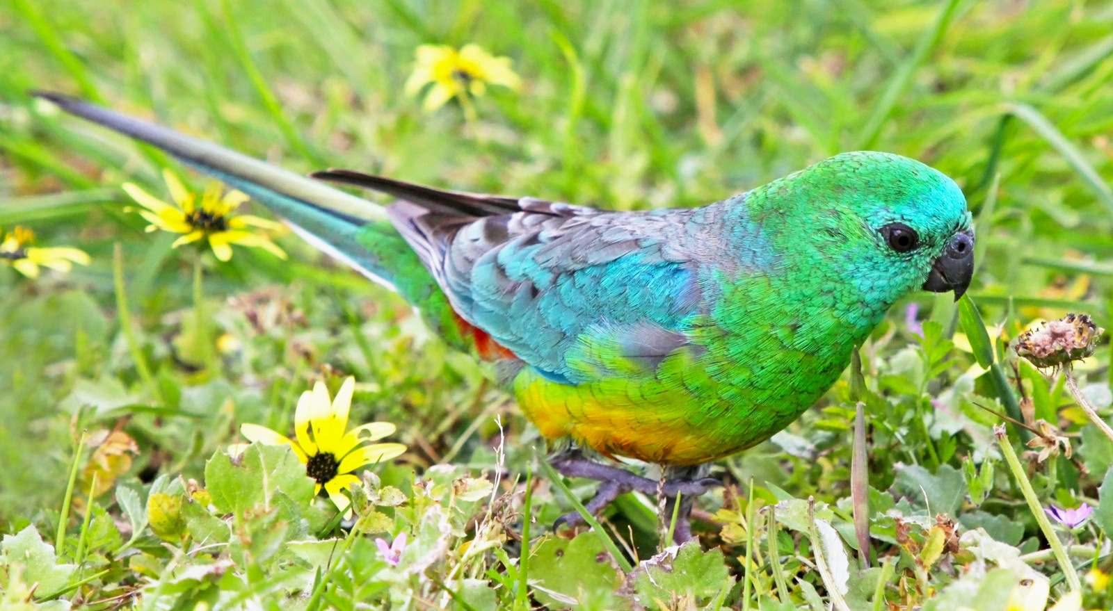 Blume, männlich, Natur, Frühling, Fütterung, Tierwelt, Papagei, Australien, Victoria, Avian, Nationalgeographischen, Birdwatcher, nahe zur Natur, Redrumpedparrot, Westerfoldspark, Psephotushaematonotus, Concordians