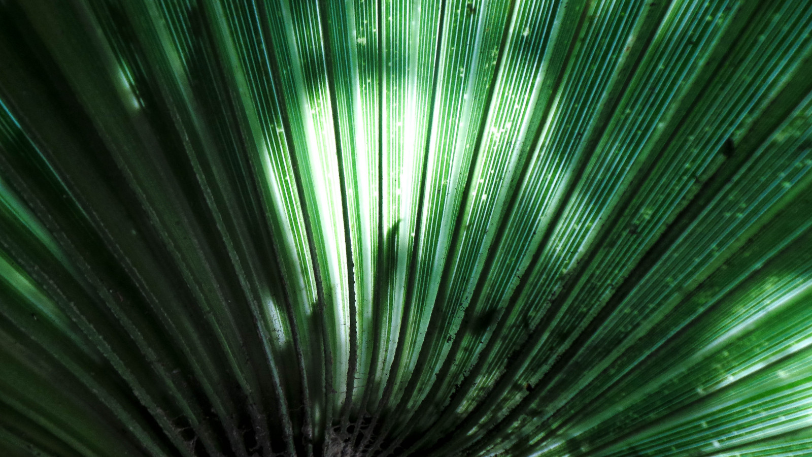 slunečnímu záření, stromy, tráva, zelená, Samsung, čáry, olistění, plisovaný, Adelaide, kropenatý, strom, stíny, list, rostlina, dlaň, pod, čára, věci, fanoušek, počítač tapeta, zblízka, závod stonek, arecales, velký tropický list, theen, palma, vyzařující, záhyby, Saw Palmetto