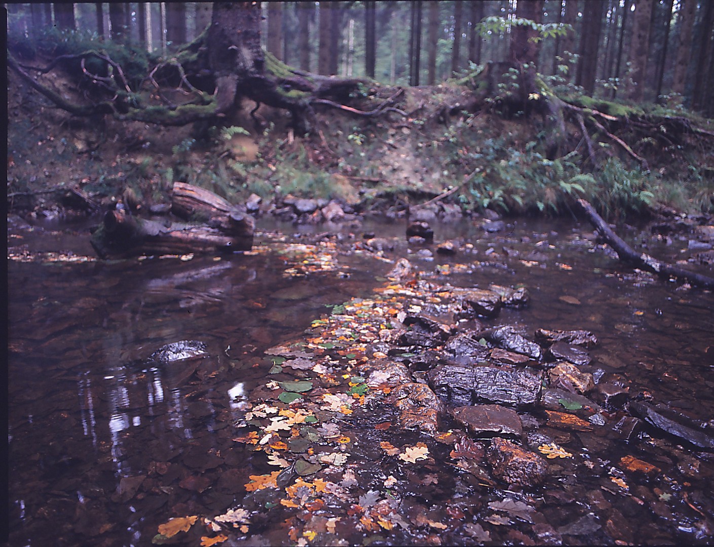 natur, Příroda, natura, wasser, voda, Wald, baum, eifel, vatten, Herbst, bach, Niemcy, nRW, Německo, zenzabronica, Fujifilm, Fujifilmprovia400f, Německo, Europa, ETRS, ROLLFILM, film, 120, 645, 6x45, fuji, analogový, analog, deutschland, les, las, Landschaft, krajiny, krajina, krajobraz, bokeh, bokhe, mittelformat, venkovní, odbicie, spiegelung, odraz, Umwelt, Ufer, naprostý