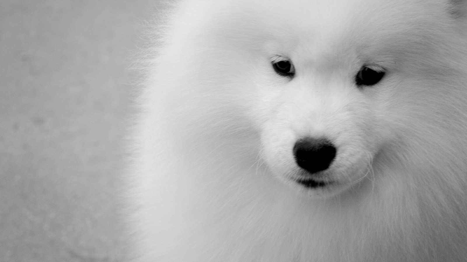 hvid, dyr, monokrom, hund, hår, pels, næse, whiskers, pomeranian, polarræv, sort og hvid, yndig, hundehvalp, perro, animales, behåret, dejlig, pattedyr, spitz, Cachorro, sort og hvid, monokrom fotografering, tæt på, snude, hund som pattedyr, hundens race gruppe, carnivoran, hunderace, american eskimo dog, Japanske Spids, german spitz, Volpino Italiano, samojed, canadiske eskimo dog, samoyedo, cachorrito, companion dog, sakhalin husky