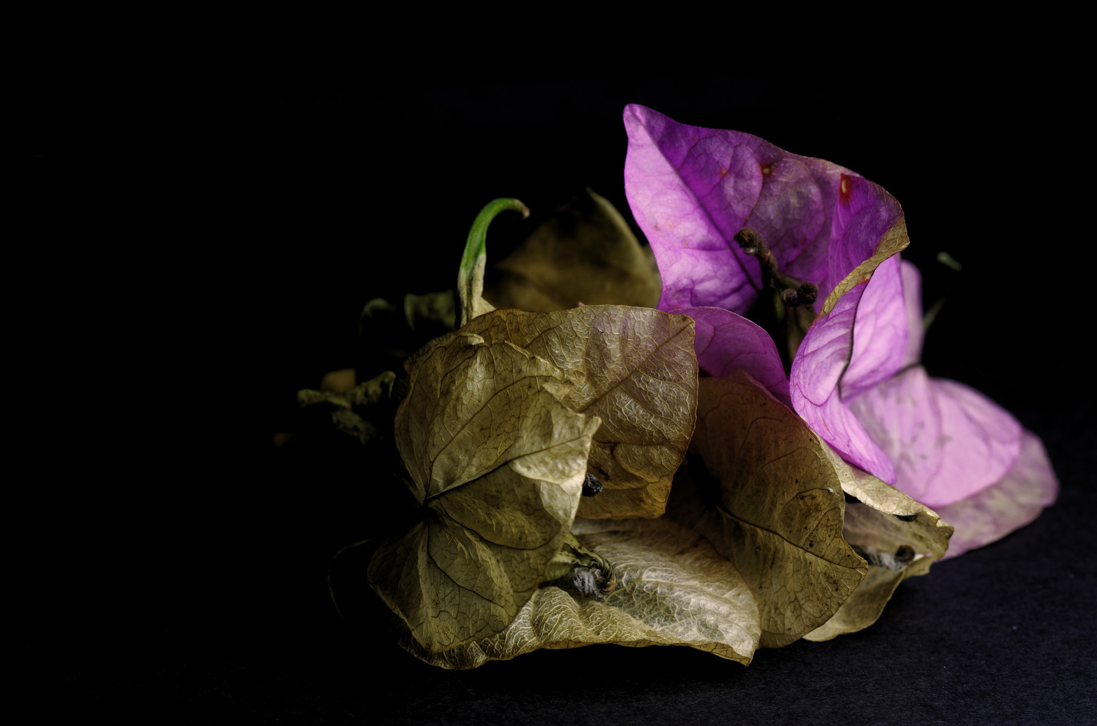 život, růžový, květiny, světlo, stálý život, lightpainting, květ, Příroda, listy, list, ještě pořád, nachový, pentax, natura, popínavé rostliny, fiori, Tamron, fiore, deadflowers, week3, naturamorta, bougainville, Tamron90, K30, Tamron9028, 52 týdnů, 52weekproject, 52týden3, pentaxk30, Mariafrancescarinaldi