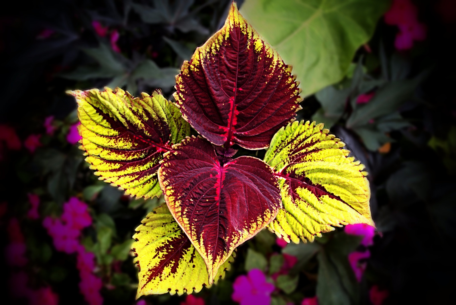 Wallpaper city, travel, flowers, light, plants, Sun, house, Toronto, Ontario, Canada, building