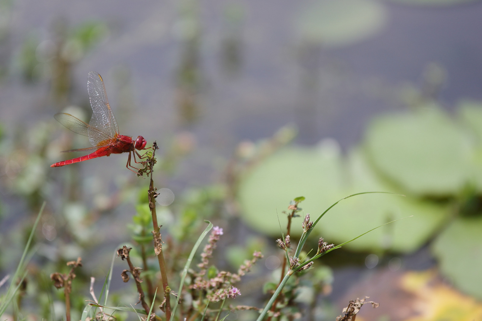 Blätter, Wasser, Natur, Gras, Fotografie, Insekt, Grün, blühen, Frühling, Lotus, Ferien, Herbst, Blatt, Blume, Pflanze, Libelle, Flora, Wiese, Fauna, Wildblume, Botanik, Landanlage, blühende Pflanze, Nahansicht, Makrofotografie, Dornen Stacheln und Stacheln, Grasfamilie, Pflanzenstamm, wirbellos