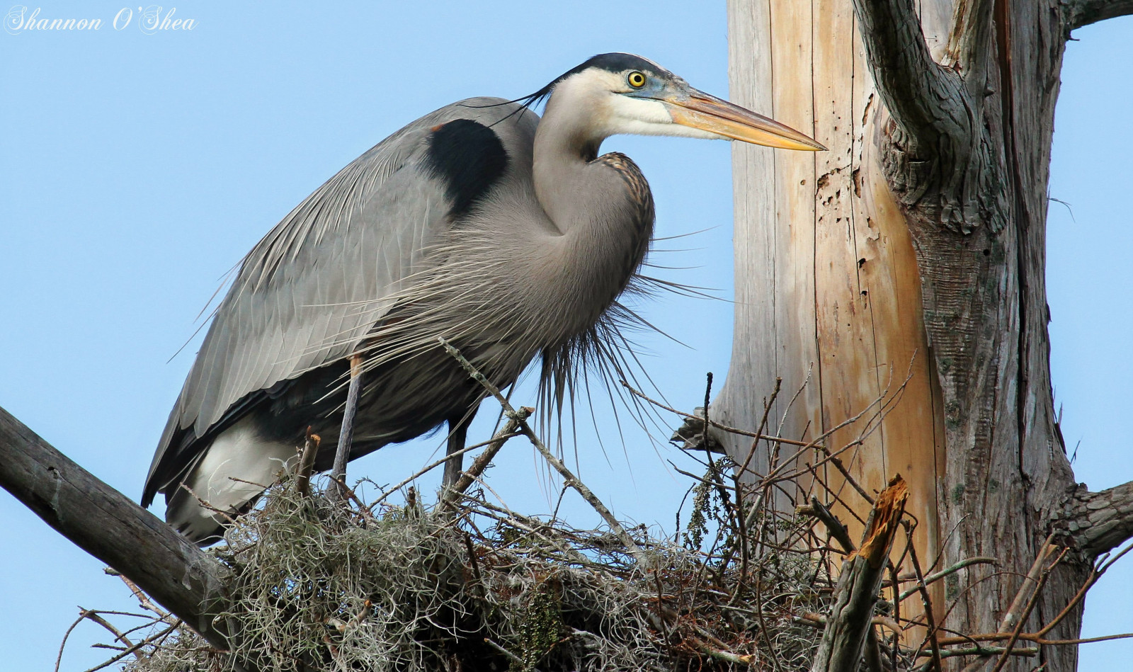 modrý, strom, pták, volavka, Příroda, velké oči, větev, hnízdo, Florida, Volně žijících živočichů, vodní ptáci, Lakeland, greatblueheron, canoneos7d, circlebbarreserve, shannonroseoshea, everwatchingfromabove