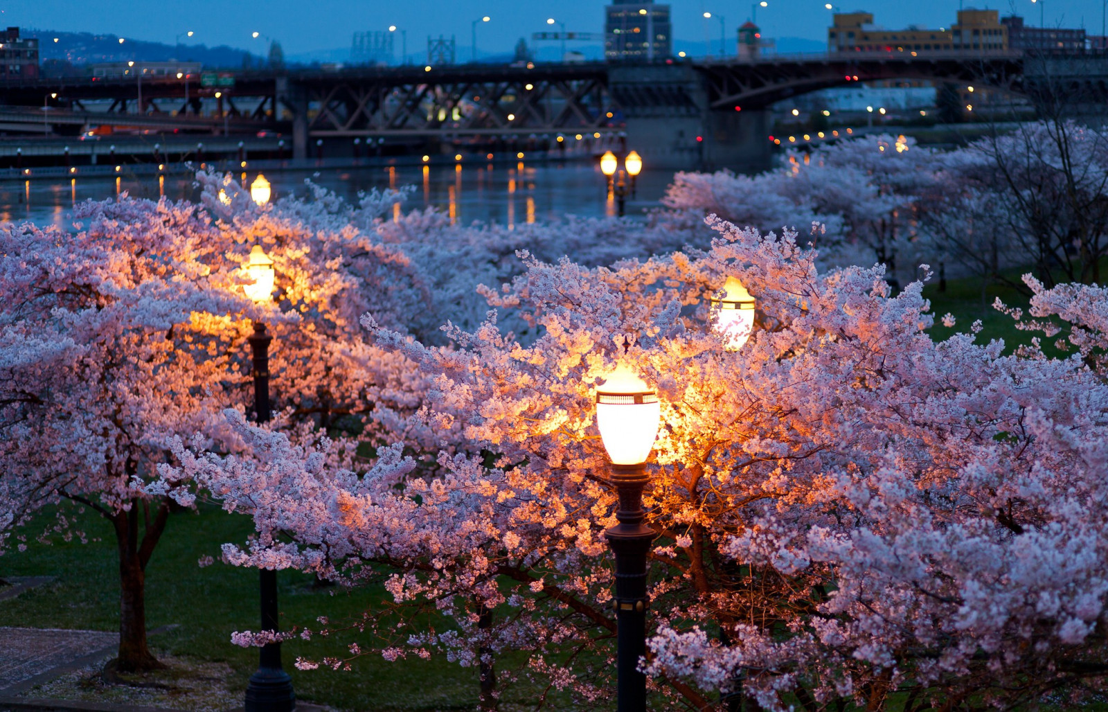 2048x1316 px, bridges, cityscapes, lights, night, parks, rivers, season, spring, trees