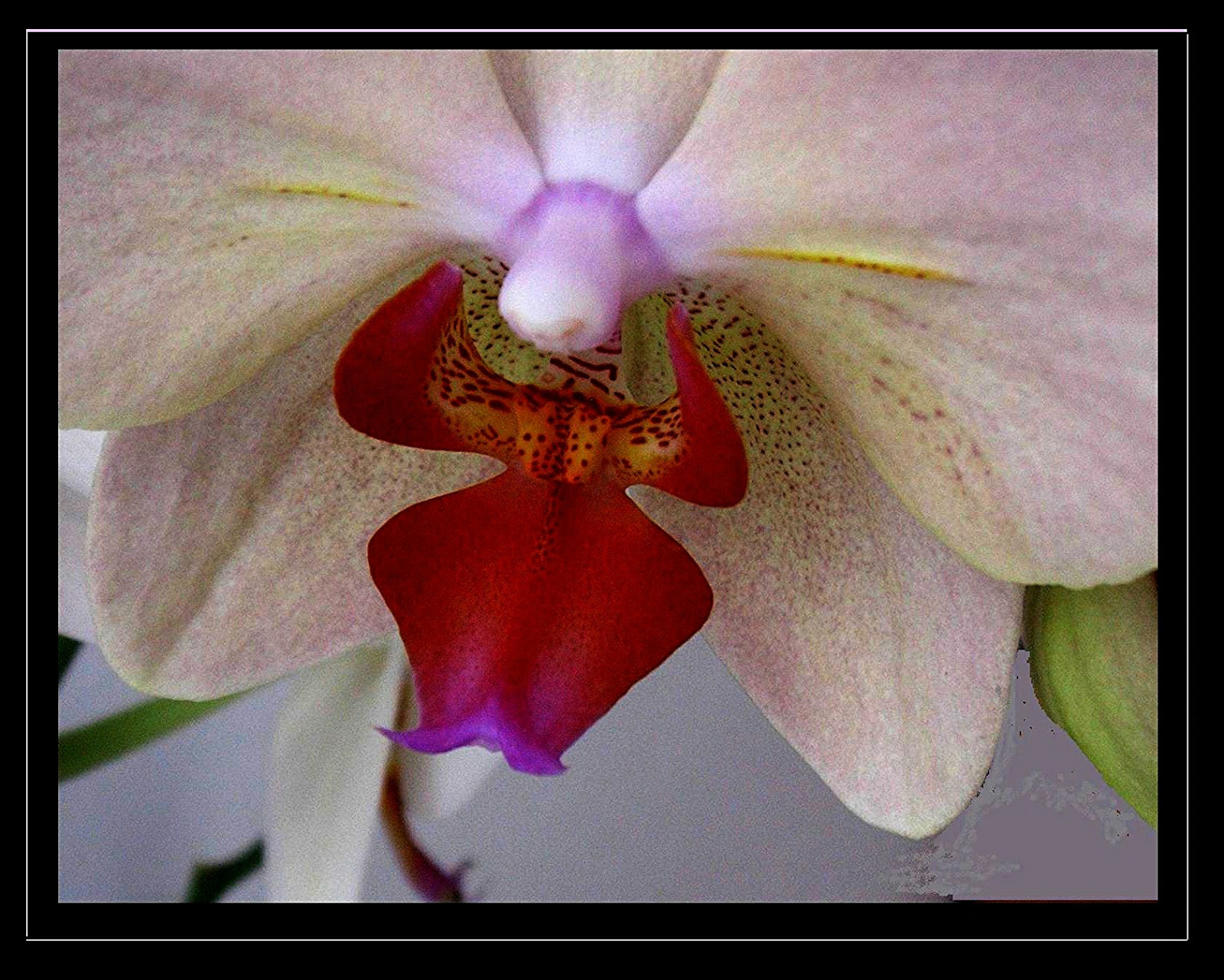 planter, flores, orkidé, blomst, makro, fleur, flora, blomst, flor, Pflanzen, blumen, orchidee, blume, makro, Bloem, bl ti, flori, roba66, blumenorosen