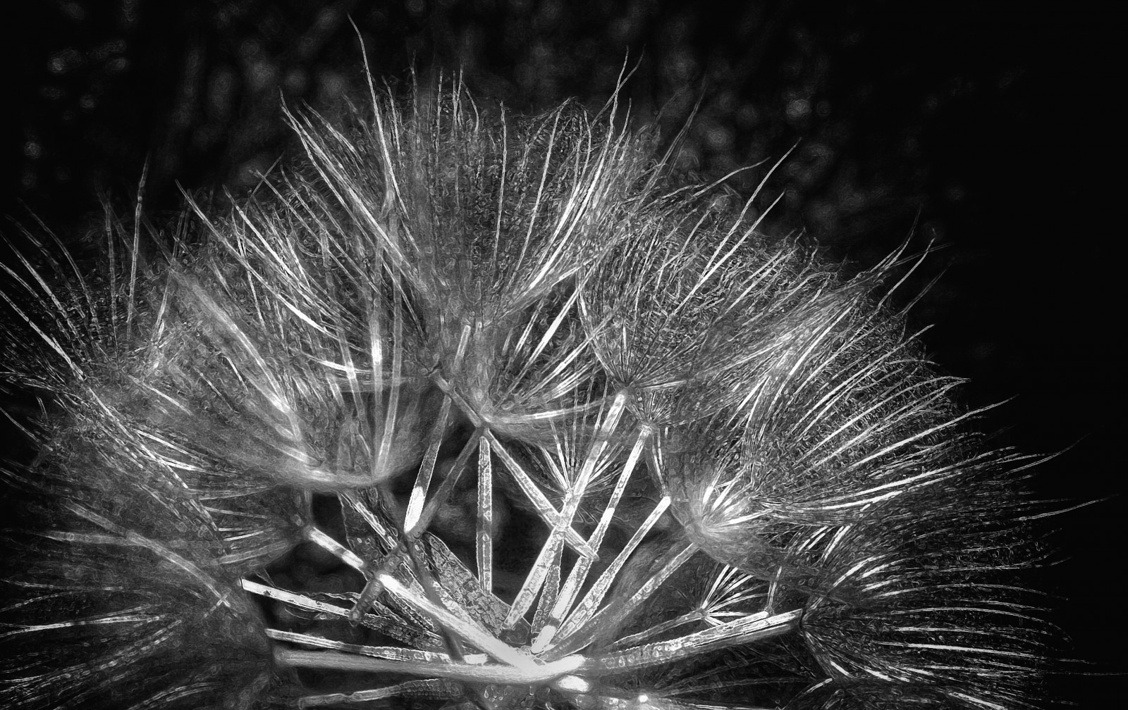 makro, dettagli, biancoenero, tarassaco, pampeliška