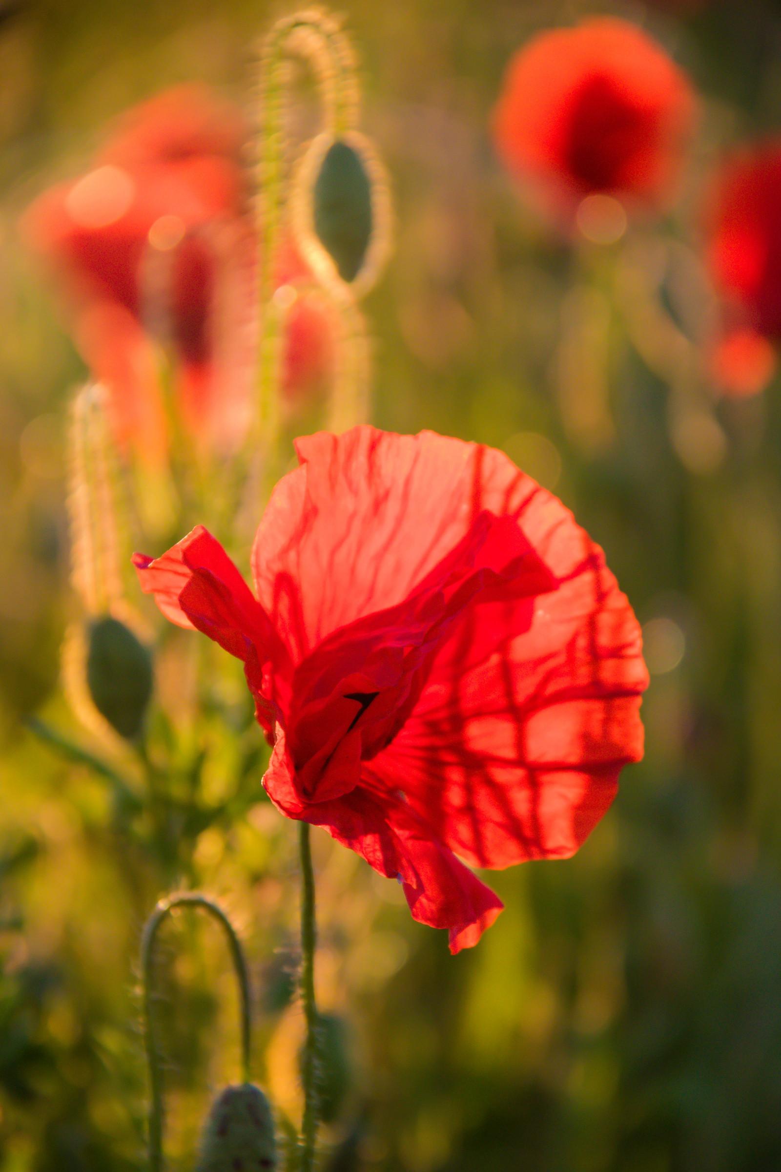Příroda, Červené, pole, tyč, list, květ, rostlina, mák, flóra, Blomma, f lt, vallmo, exif modelu canoneos760d, Kamera aby kánon, Model fotoaparátu canoneos760d, geolocation, EXIF čočka efs18200mmf3556is, EXIF otvor 56, exif aby kánon, exif isospeed 640, okvětní lístek, exif focallength 160mm, skateholm, louka, divoká rostlina, coquelicot, botanika, suchozemská rostlina, kvetoucí rostlina, zblízka, jednoletá rostlina, makro fotografie, závod stonek, mák rodina