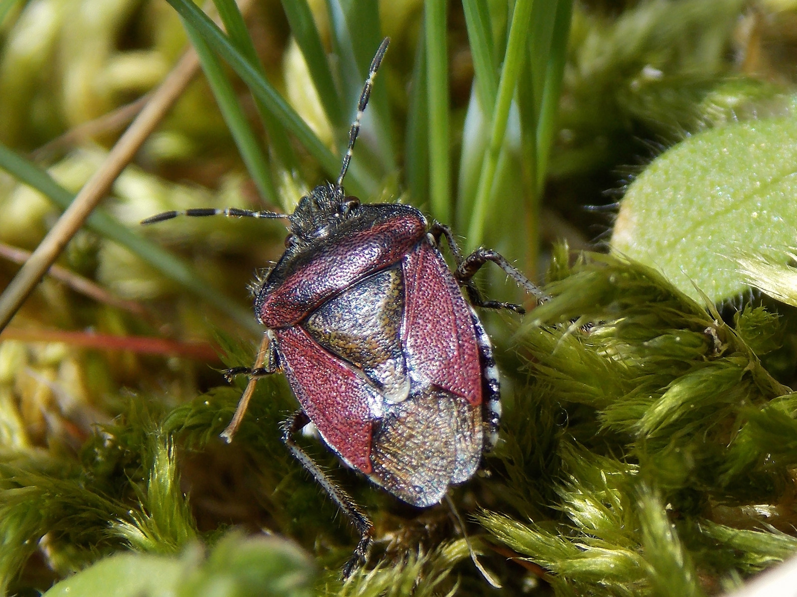 Scotland Insects Wallpaper : creature, creepy, nature, Scotland, insect, wildlife, world ...