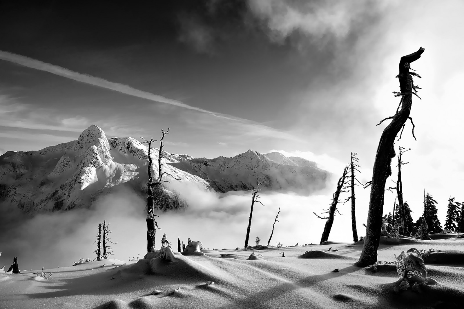 Wallpaper pemandangan, satu warna, langit, salju, musim dingin, singa