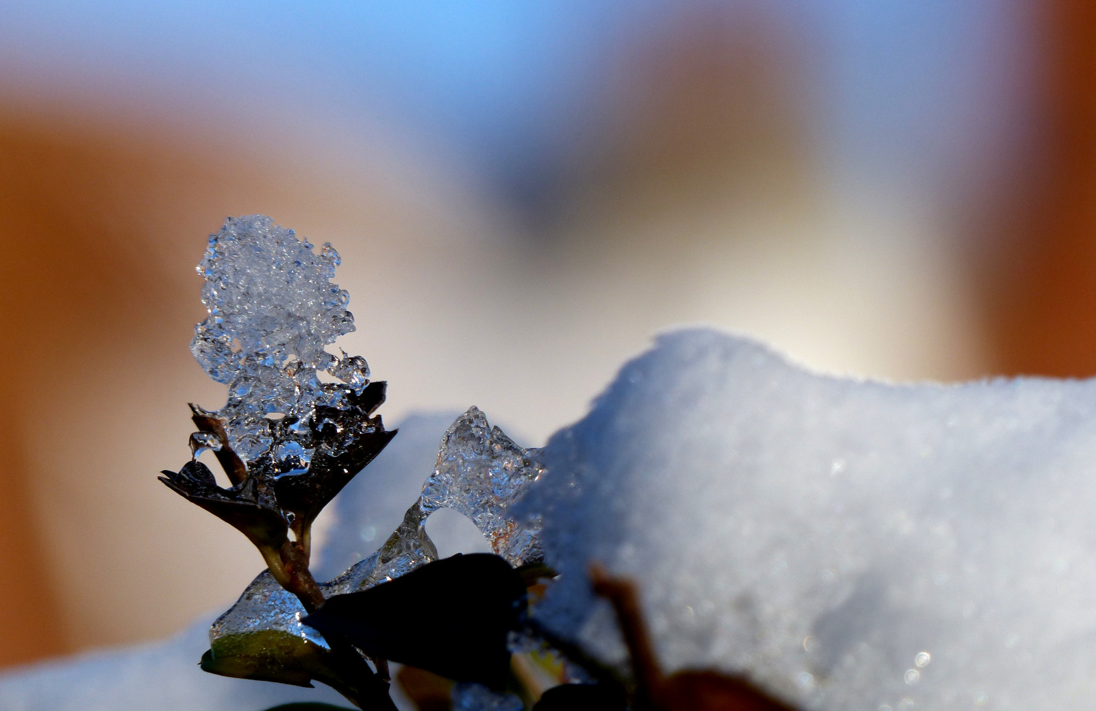 la neve, inverno, ramo, ghiaccio, brina, bokeh, Europa, Belgio, Congelamento, Bruxelles, neige, fiore, petalo, Belgie, belgique, gel, givre, Bruxelles, Brussel, Schaarbeek, Schaerbeek, Fz200, Pascalfranche, Pfranche, ramoscello, avvicinamento, fotografia macro, smerigliato, gele