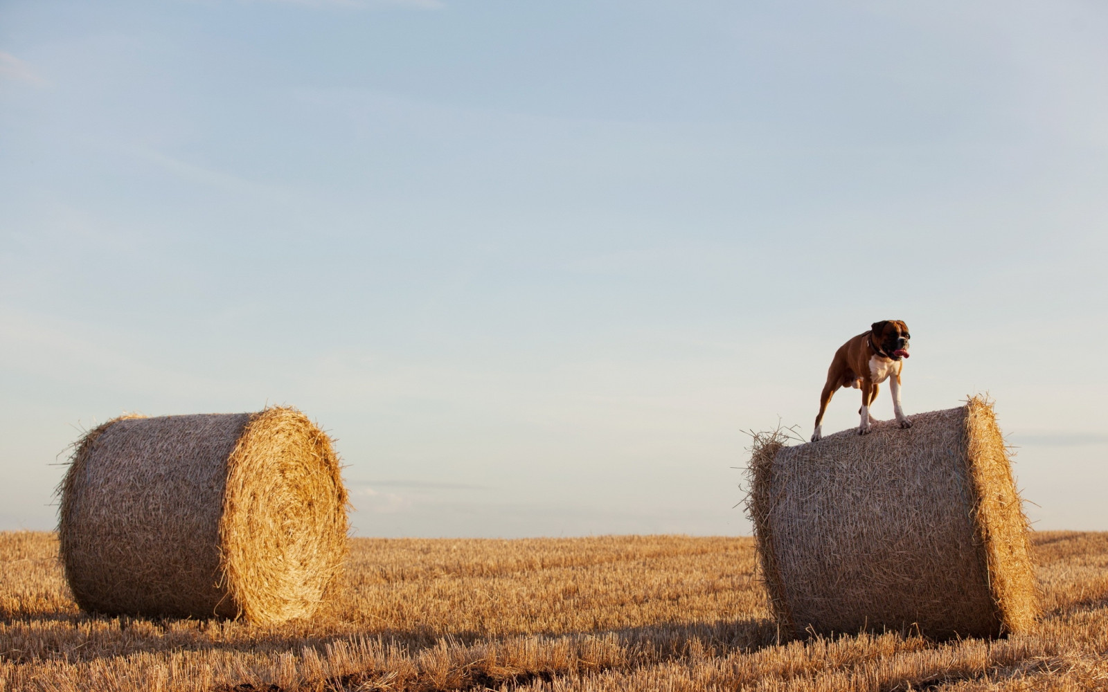 Wallpaper dog, bulldog, sheaves, hay, grass, field 2560x1600