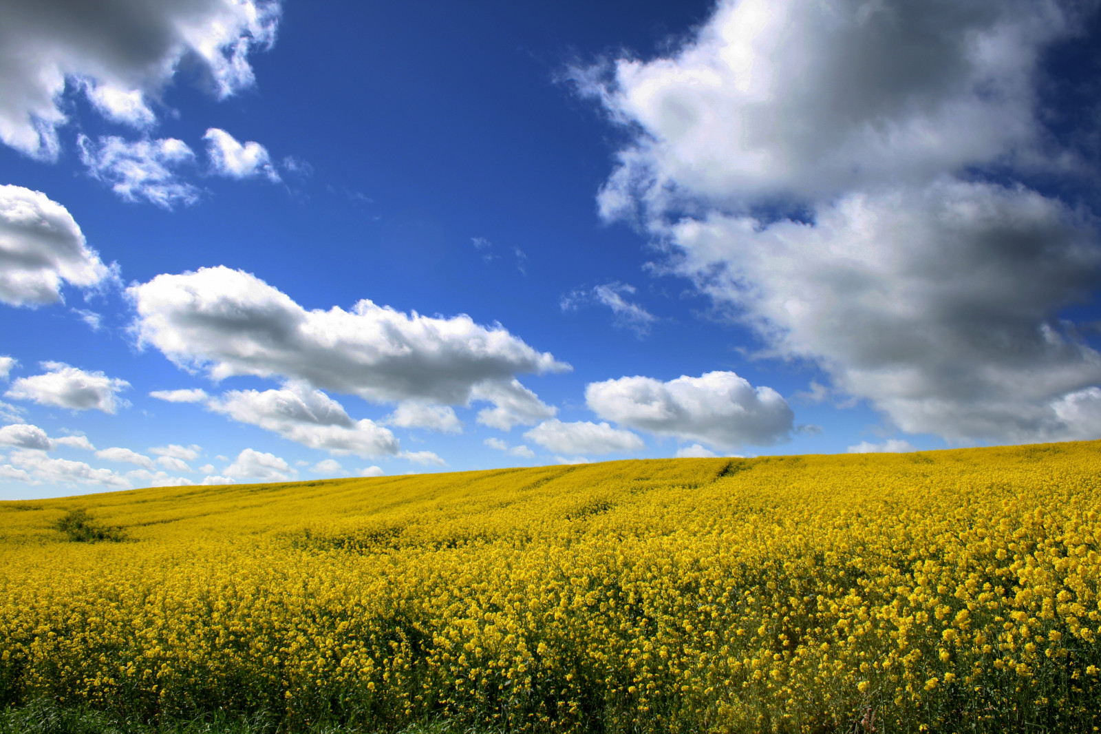 Wallpaper flowers, blue, sky, field, yellow, rural, Scotland, farm