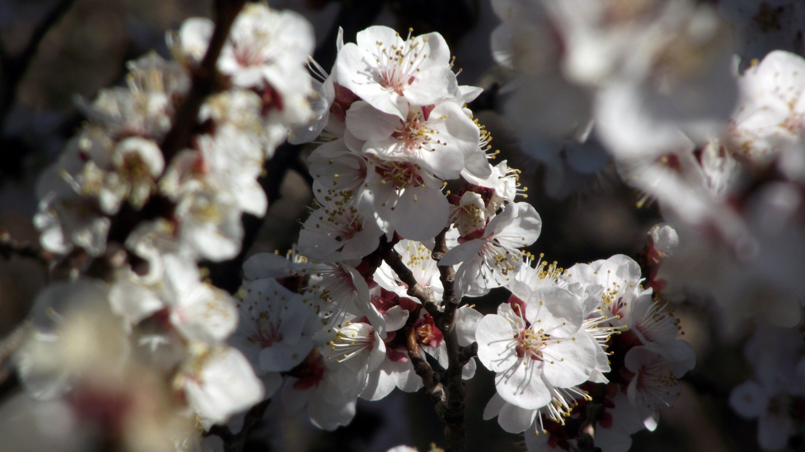 jídlo, květiny, větev, ovoce, květy, Bílé květy, Třešňový květ, květ, jaro, květ, rostlina, sezóna, flóra, okvětní lístek, vyrobit, zblízka, makro fotografie