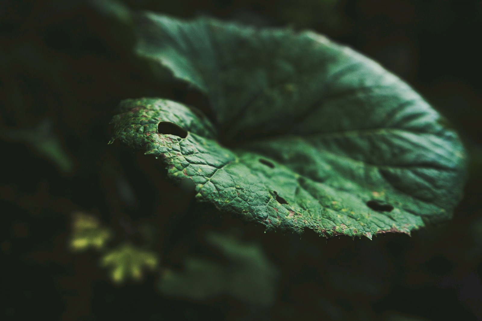Wallpaper : nature, plants, branch,