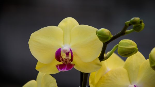 orchid,flower,blomma,geolocation,yellow,gul