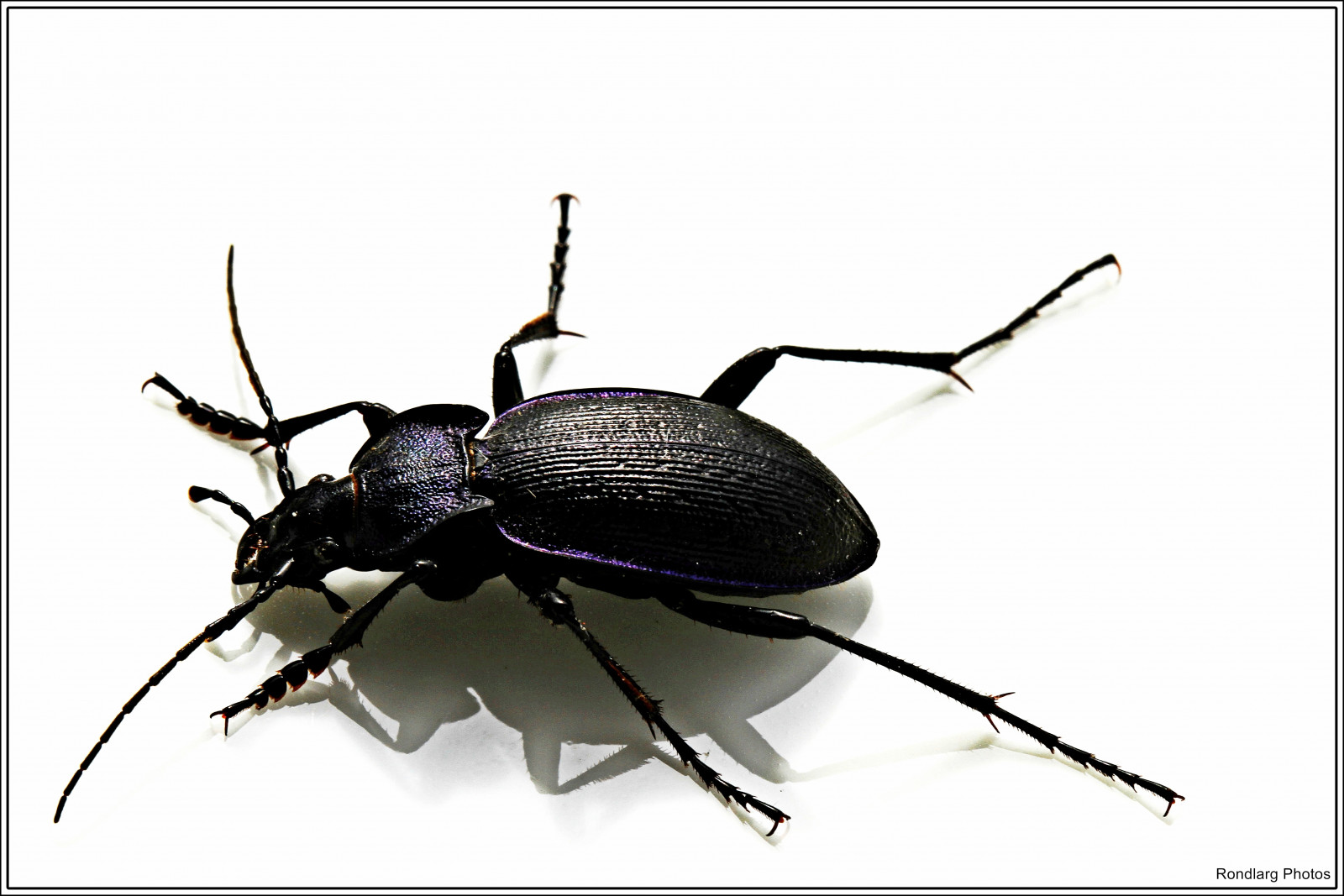 natura, macro, insetto, tonchio, Scarabeo stercorario, scarafaggio, macro, natur, 1001nights, 1001nightsmagiccity, peste, Kafer, a mano libera, invertebrato, artropodo, organismo, membrana insetto alato, withouttripod, Freih ndig, ohnestativ, scarabei, terra coleottero, terrestrial animal