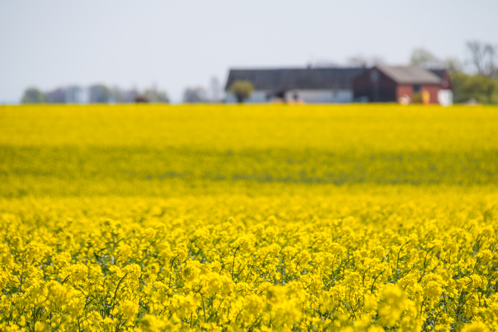 krajina, jídlo, pole, žlutý, řepkového, květ, lučina, rostlina, venkov, landsbygd, nárazy, gul, f lt, s dersl tt, landskap, řepka, zemědělství, louka, prostý, prérie, oříznutí, venkov, vyrobit, suchozemská rostlina, kvetoucí rostlina, tráva rodina, zeleninový, brassica, hořčice závod, brassica rapa, hořčice a zelí rodina