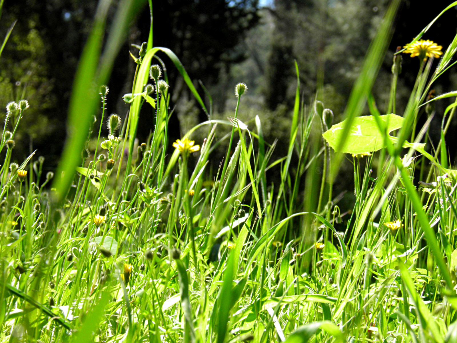 květiny, makro, zelená, Příroda, detailní, jaro, květy, květ, botanické zahrady, jaro