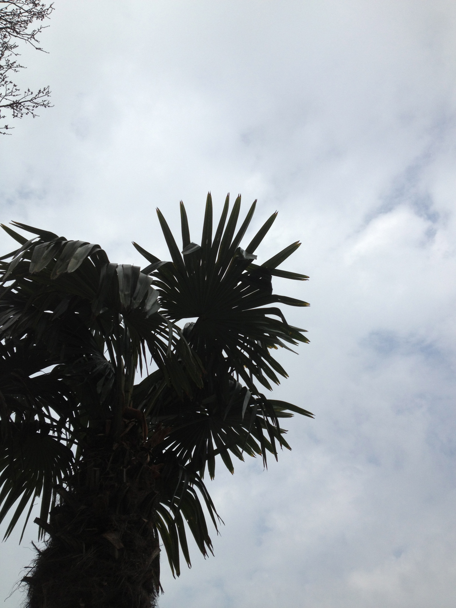 slunečnímu záření, Příroda, tráva, nebe, větev, vítr, strom, list, květ, rostlina, flóra, Trelleborg, Palmer, palmthrees, botanika, suchozemská rostlina, kvetoucí rostlina, dřevina, arecales, palm rodina, LONTAR VĚJÍŘOVITÝ