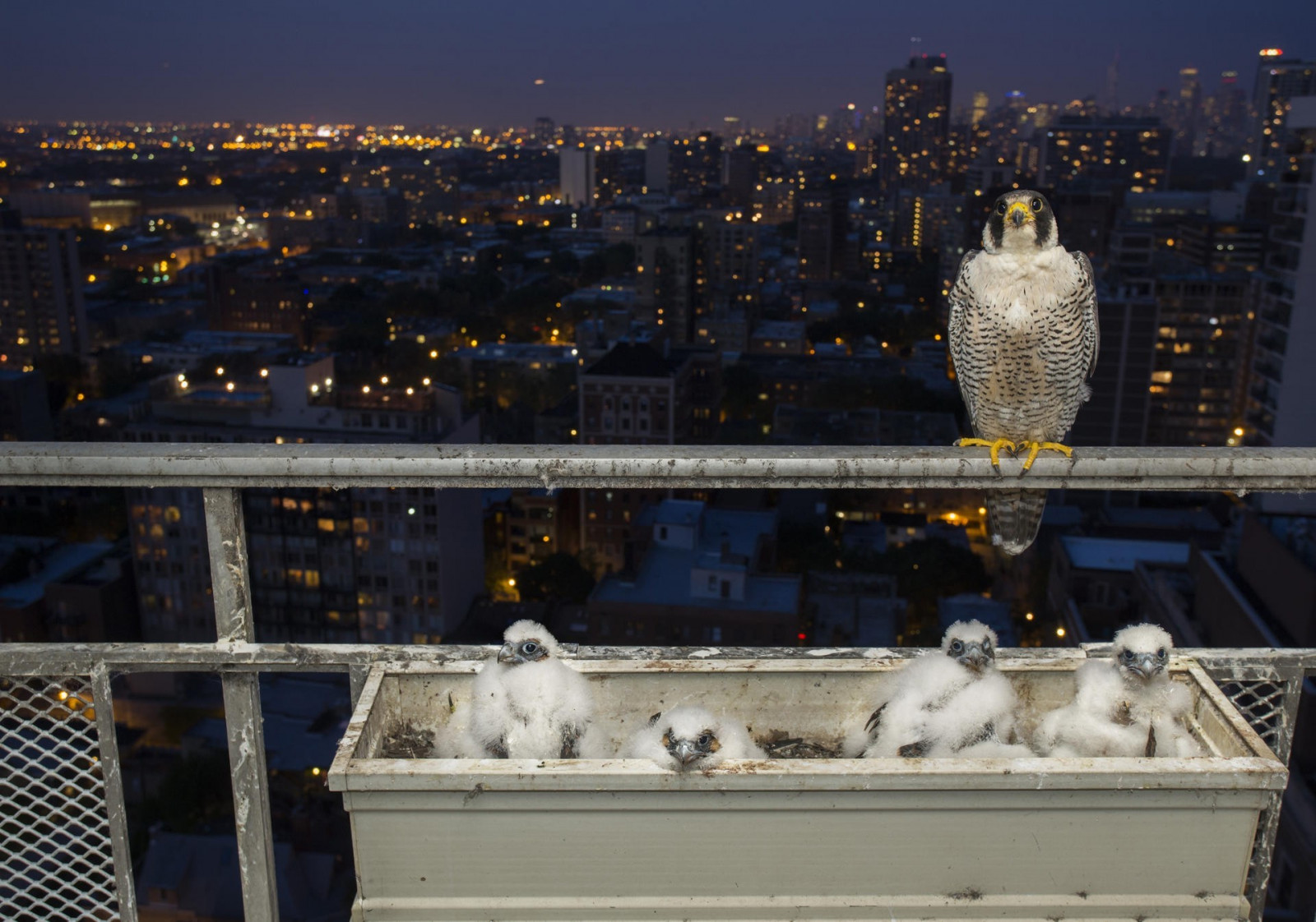ptactvo, zvěř, město, panoráma města, sníh, panoráma, Mláďata, urban area, lidské osídlení, 1920x1347 px