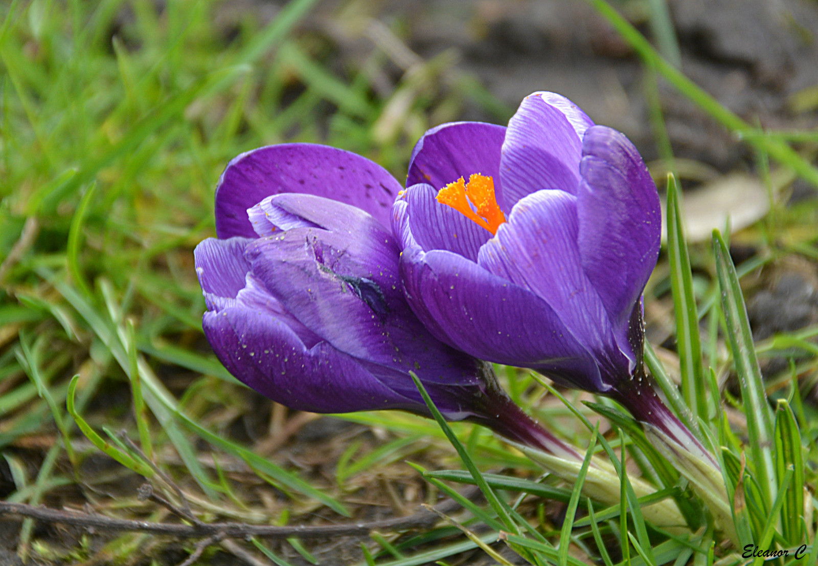 Blumen, London, Gras, lila, Krokus, Batterseapark, Nikond7100, March2015