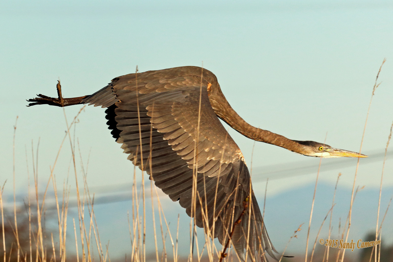 Příroda, křídla, modrý, Volně žijících živočichů, Kánon, Kanada, Let, zvíře, skvělý, pták, greatblueheron, volavka, křídlo, fauna, Britská Kolumbie, vodní ptáci, obratlovců, birdphotography, ptáčník, blueheron, ardeaherodias, wildlifephotography, birdphoto, deltabc, Lower Mainland, canoneosrebelt5, fliying, boundarybay