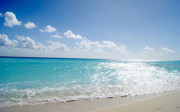 beach,sea