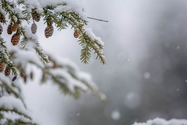 plant,snow,twig,larch,terrestrial plant,Evergreen