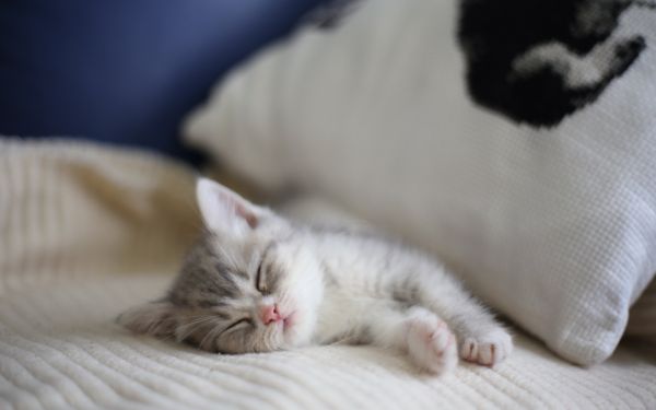 2560x1600 px,cat,cats,Kitty,pet,Slleep