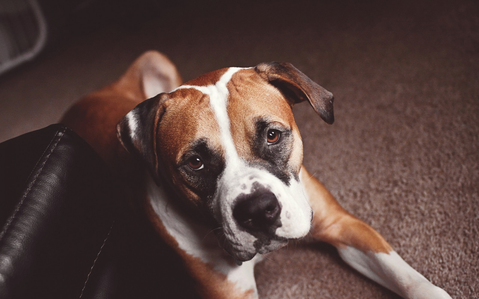 Wallpaper animals, whiskers, boxer, 1920x1200 px, snout, dog like