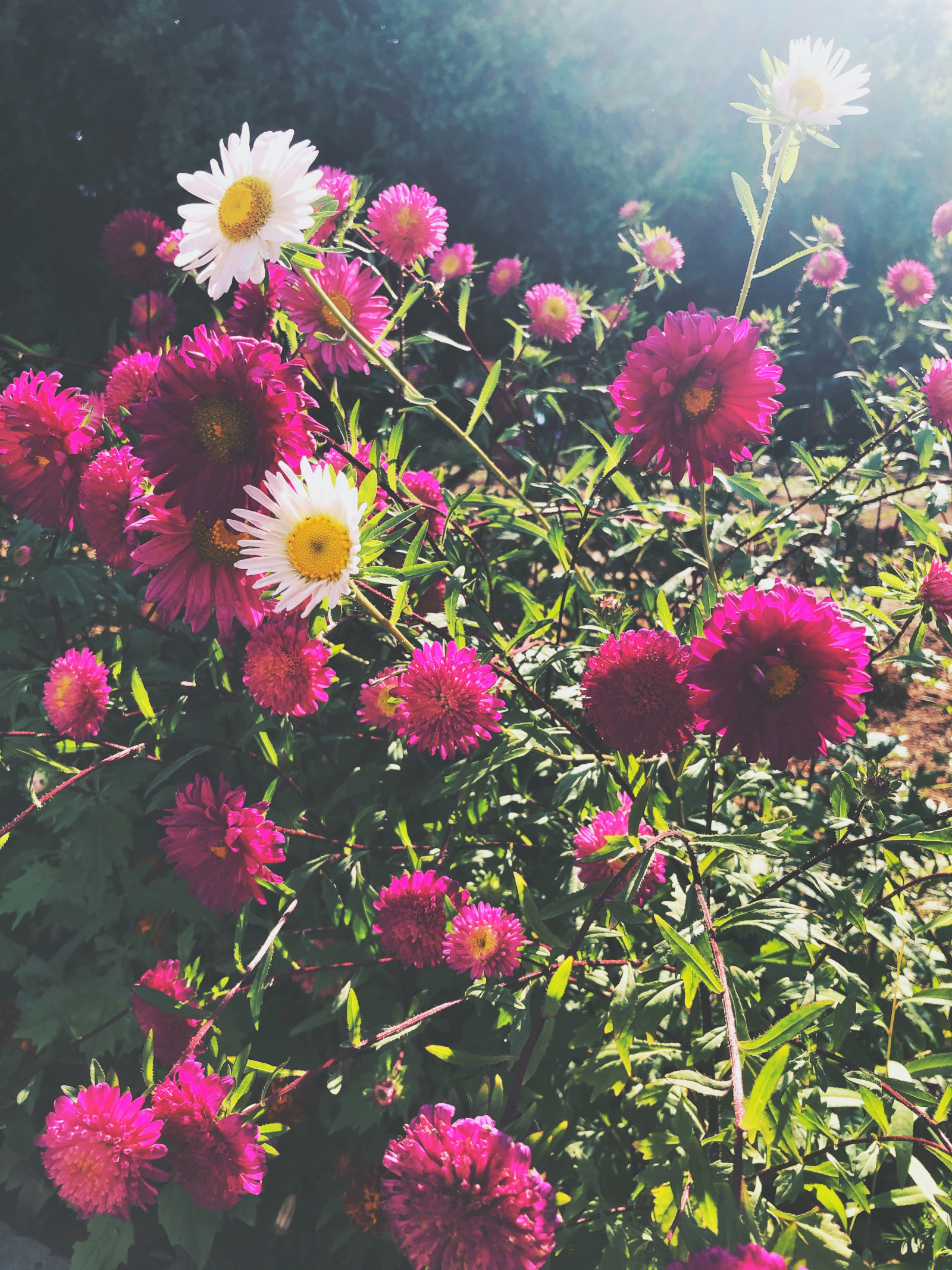 flower game, Květina ve vlasech, rostliny