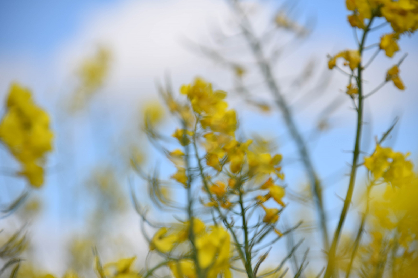 slunečnímu záření, Příroda, nebe, pole, větev, žlutý, květ, Švédsko, Sverige, řepkového, strom, podzim, list, květ, rostlina, venkovní, sezóna, flóra, sk nel n, se, nebe, sk ne, venkov, landsbygd, znásilnění, silnice, brassicanapus, rapseed, spannm l, louka, divoká rostlina, vyrobit, suchozemská rostlina, kvetoucí rostlina, zblízka, makro fotografie, brassica